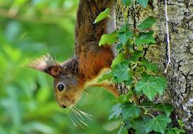 Squirrel Verifiable Kitten