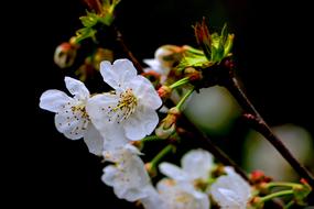 cherry branch in spring