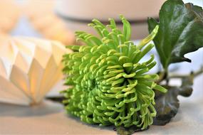 Table Decorations of green flower