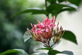 absolutely beautiful Ornamental Plant