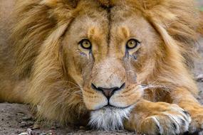 photo of a lion who is closely watching