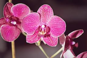 impressively beautiful Orchid Pink Flower