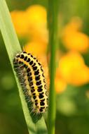 Caterpillar Larva yellow