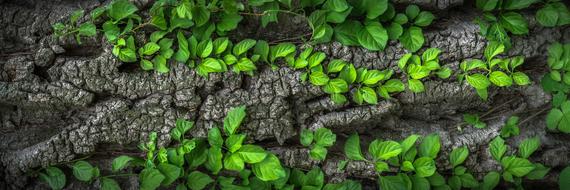 green climber plant on grey bark