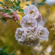 closeup view of goodly Bush of Roses