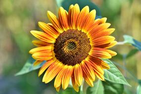 Close-up of the beautiful sunflower with yellow and orange petals