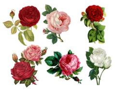 red, pink and white roses, vintage drawing