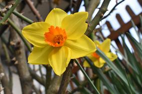 impressively beautiful Garden Narcissus