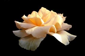 Rose Tea