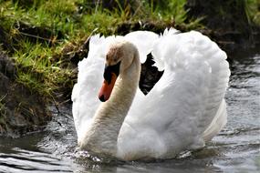 white Swan Close Up