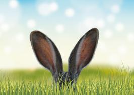ears easter Field