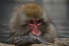 Animal Monkey Baby face