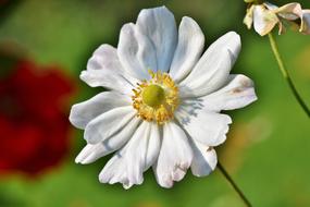 impressively beautiful Anemone Florets