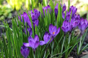 beautiful purple Crocuses in bloom