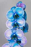 ravishing Orchid Blue Violet