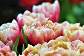 pink and yellow double Tulips, bouquet