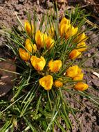 impressively beautiful Nature Flowers
