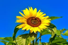 wonderful Sunflower Summer