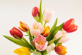 bunch of bright Tulips at pink Background