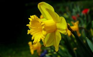 bright yellow daffodil close-up on a blurred background