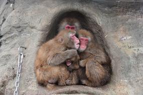 magnificent Saruyama Monkeys