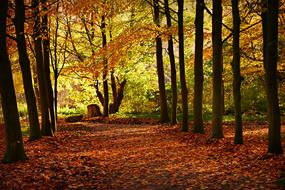 Row Tree Lined