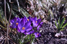 goodly Blue Flower Nature
