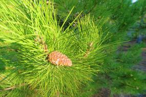 Pine Branch