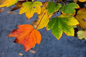 ravishing Leaf Vein Pattern