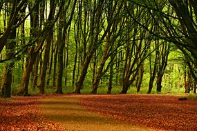Tree Forest red road