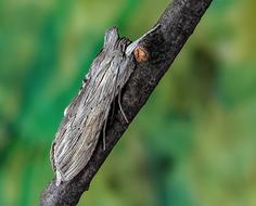 Shark-Moth close-up on blurred background