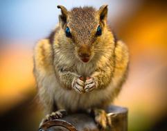 goodly Squirrel India