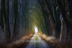 extraordinarily beautiful Tree Forest