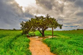 magnificent alone Tree Landscape