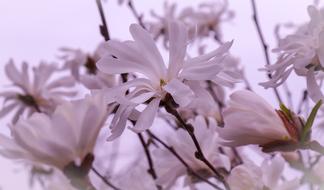 magnificent Magnolia Plant