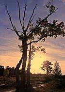 group of Trees at Backlighting, sunset in wilderness