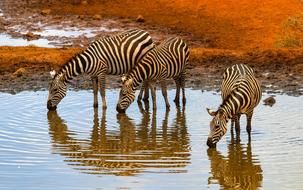 impressively beautiful zebras