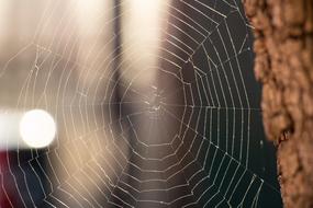 Spider Web Tree