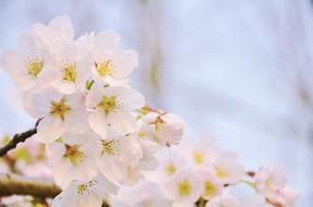 Cherry Blossom at sky, pastel colors