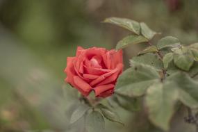 incredibly beautiful Rosa Flower