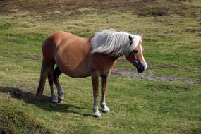 extraordinarily beautiful Horse Animal