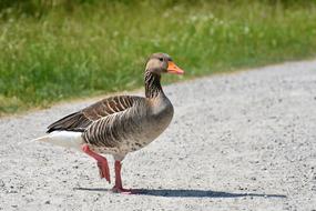 goodly Goose Wild Bird