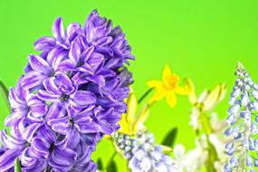 Hyacinth and Narcissus flowers