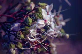 extraordinarily beautiful Bloom