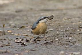 wonderful Bird Nuthatch