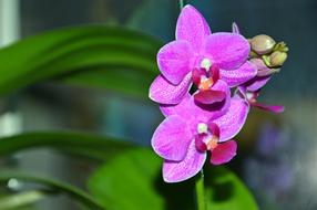 absolutely beautiful Orchid Phalaenopsis Blossom