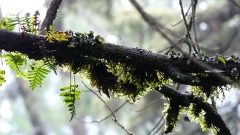 moss and fern on a tree branch