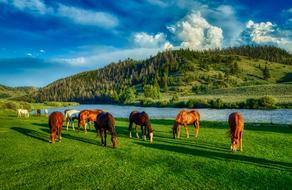 unusually beautiful Horses Grazing Wyoming