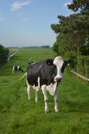 wonderful Cow Netherlands