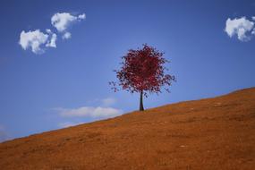 Autumn Meadow and tree